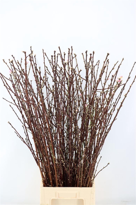 Perzikbloesem Long P Bunch