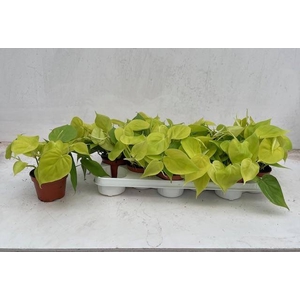 EPIPR GOLDEN POTHOS