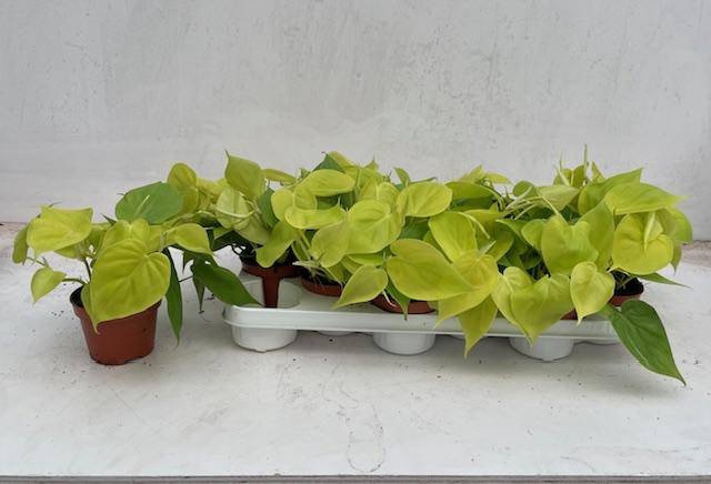 <h4>EPIPR GOLDEN POTHOS</h4>