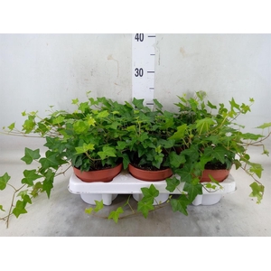 Hedera helix 'Pittsburgh'