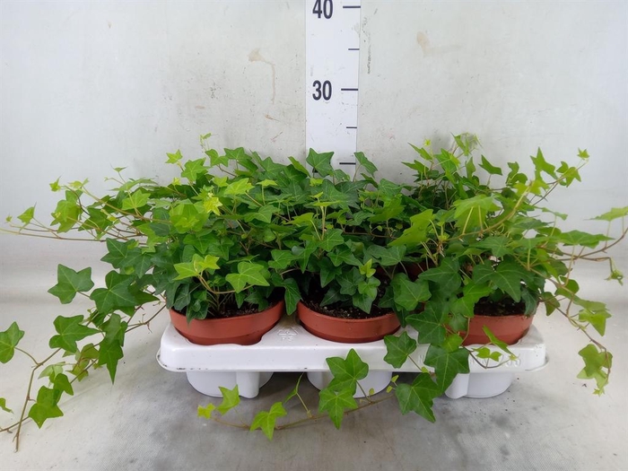 <h4>Hedera helix 'Pittsburgh'</h4>