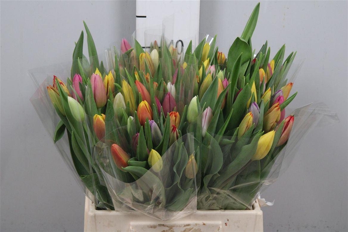 <h4>Tu En Gemengd</h4>