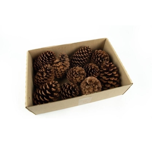Maritima's middel 10-14 cm naturel