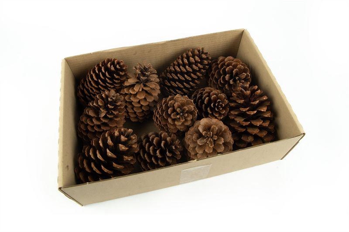<h4>Maritima's middel 10-14 cm naturel</h4>
