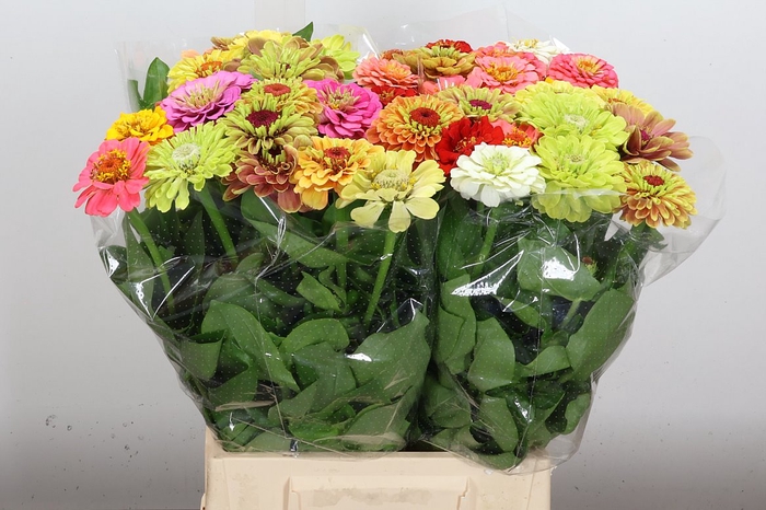 <h4>Zinnia Ov Gem</h4>