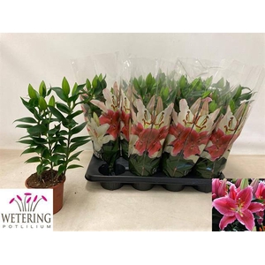 Lilium oriental Sunny Martinique 13Ø 39cm 3st