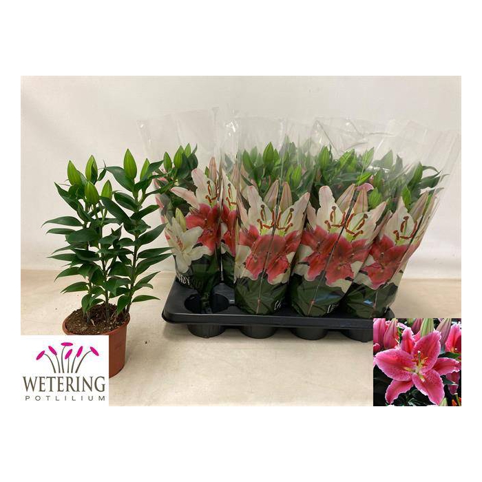 <h4>Lilium oriental Sunny Martinique 13Ø 39cm 3st</h4>