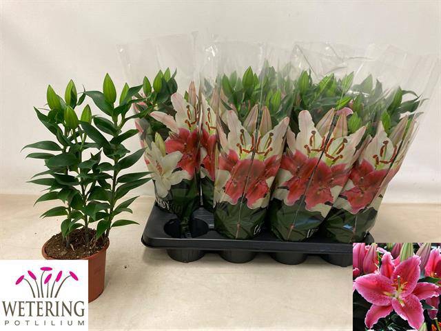 Lilium oriental Sunny Martinique 13Ø 39cm 3st