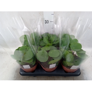 Pilea peperomoides