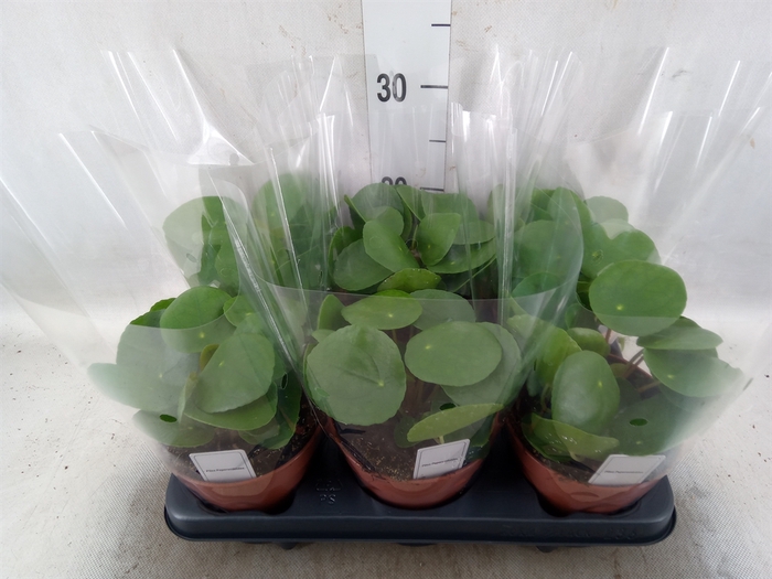 <h4>Pilea peperomoides</h4>