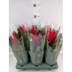 Vriesea  'Intenso Red'