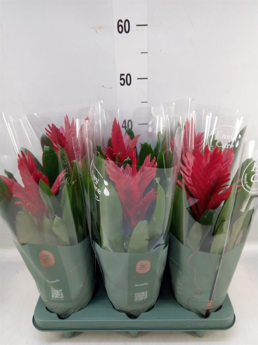 <h4>Vriesea  'Intenso Red'</h4>