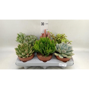 Succulents   ...