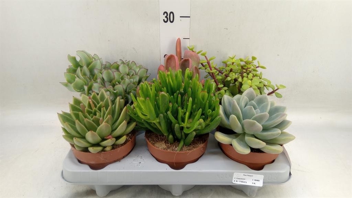 <h4>Succulents   ...</h4>