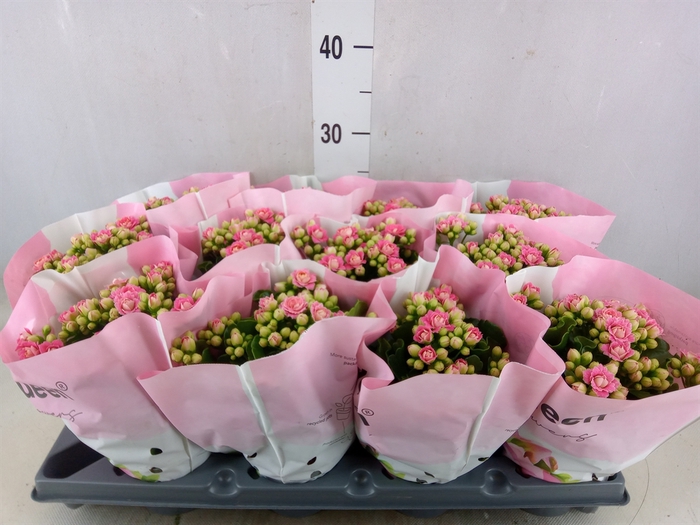 <h4>Kalanchoe   ...</h4>