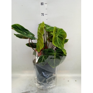 Philodendron   ...