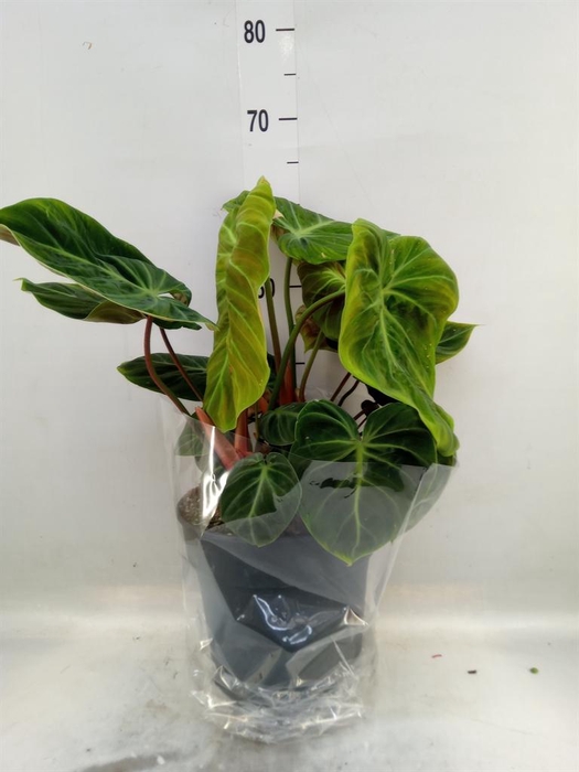 <h4>Philodendron   ...</h4>