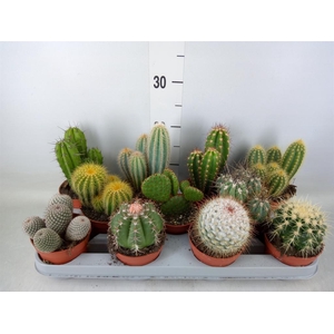 Cactus   ...mix