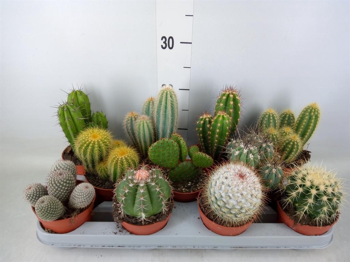 <h4>Cactus   ...mix</h4>