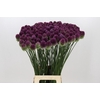 Allium Sphaerocephalon