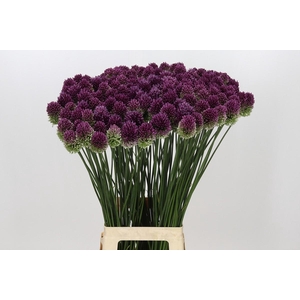 Allium Sphaerocephalon