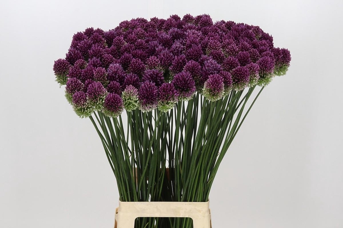 <h4>Allium Sphaerocephalon</h4>