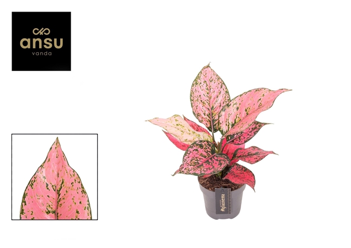 <h4>Aglaonema overig</h4>