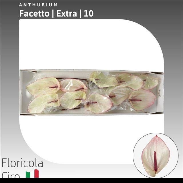 <h4>ANTH A FACETTO</h4>