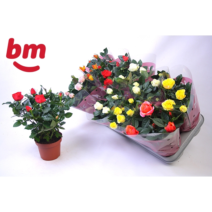 <h4>RO B MONDE GEM</h4>