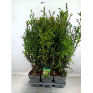 Taxus media 'Groenland'