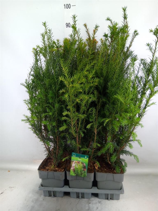 <h4>Taxus media 'Groenland'</h4>