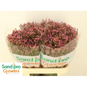 LIM SIN TIFFANY DIAM