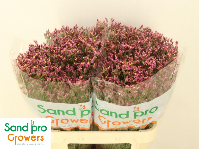 <h4>LIM SIN TIFFANY DIAM</h4>