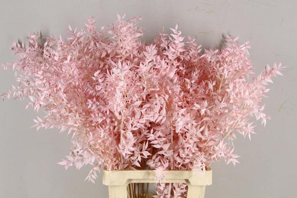 <h4>Pf Ruscus 70cm Bs L.pink</h4>