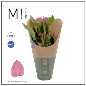 Anthurium - KARMA Joli | 12cm | ECO/KRAFT SLEEVE