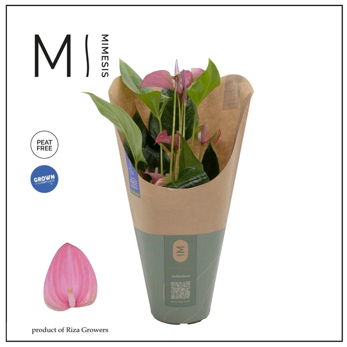 <h4>Anthurium - KARMA Joli | 12cm | ECO/KRAFT SLEEVE</h4>