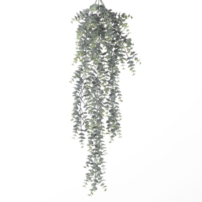 <h4>AF Hang Bush Eucalyptus x5 L78</h4>