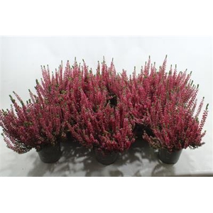 CALLIUNA HEIDE LILA?PAARS X10 A2