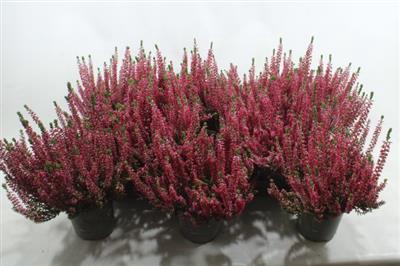 <h4>CALLIUNA HEIDE LILA?PAARS X10 A2</h4>