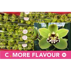 CYMB MI FREN MUSTARD