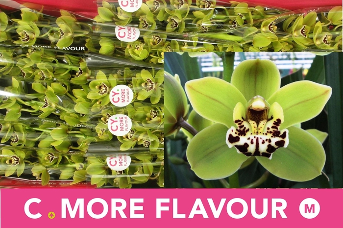 <h4>CYMB MI FREN MUSTARD</h4>