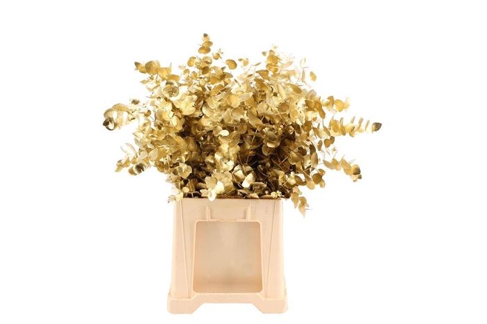 <h4>Euca Cinerea Goud</h4>
