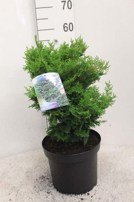 <h4>Chamaecyparis obtusa 'Nana Gracilis' P26 potgedrukt</h4>