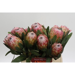 Protea Susara