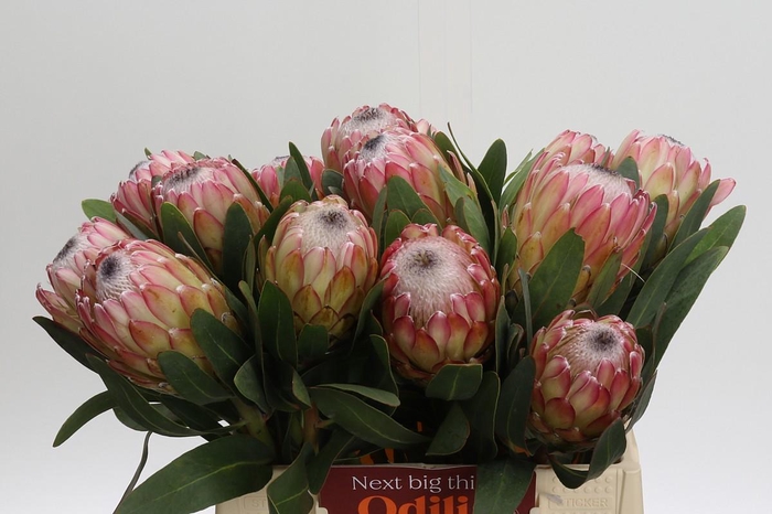 <h4>Protea Susara</h4>