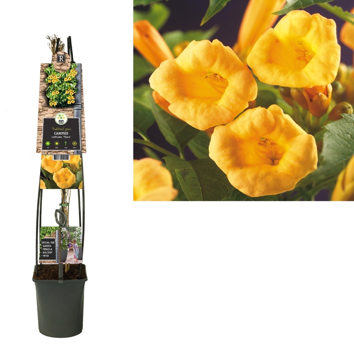 <h4>Campsis radicans 'Flava' 3.0 label C5</h4>