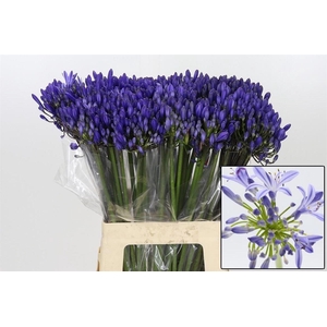 Agap Eyfori Blue