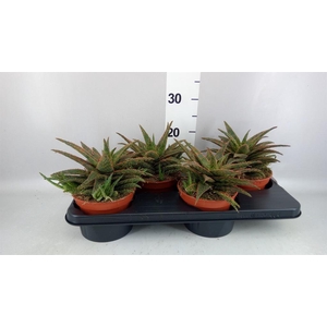 Aloe   ...