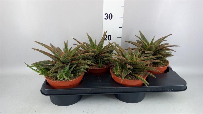 <h4>Aloe   ...</h4>