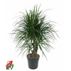 Dracaena